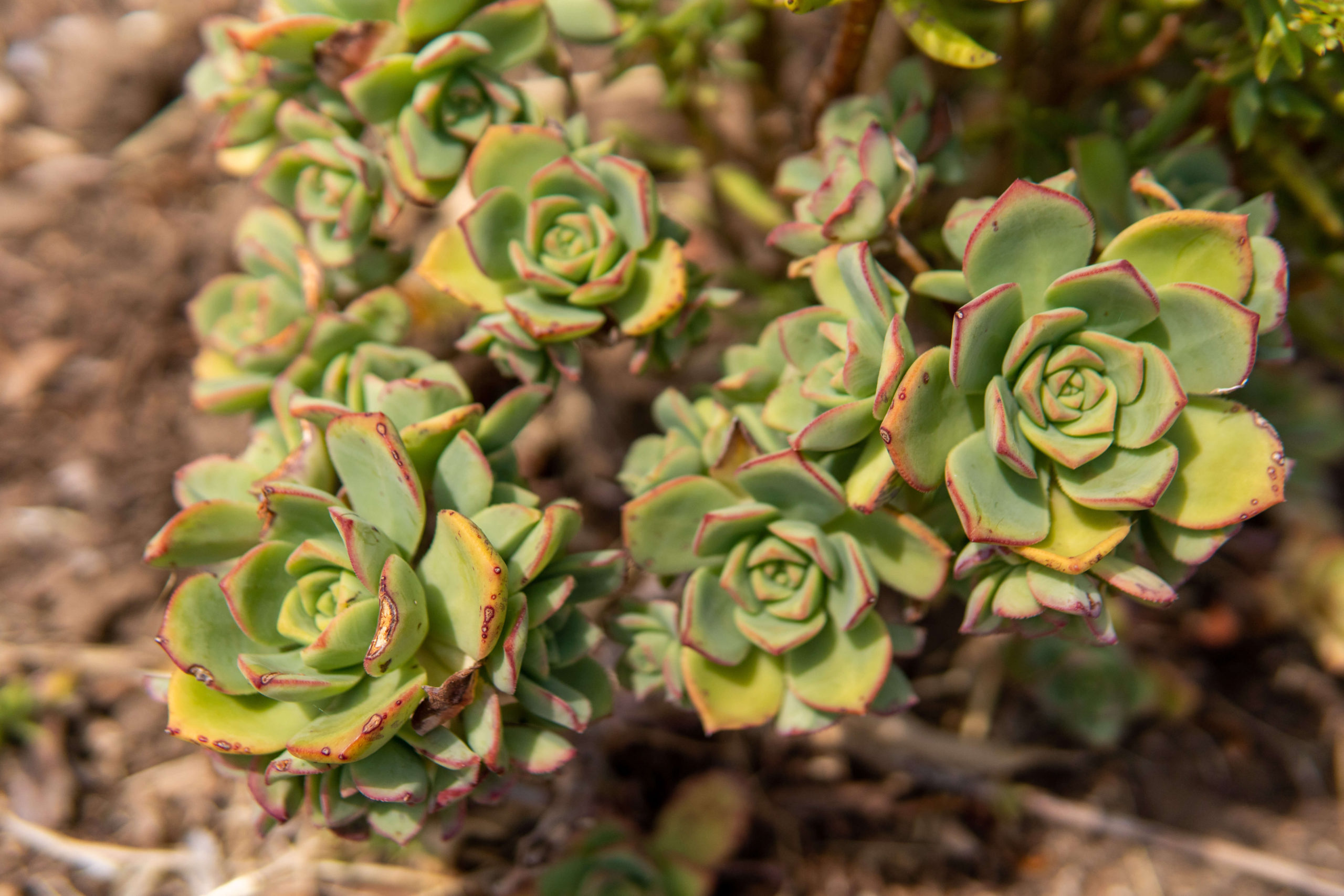 succulents in the yard