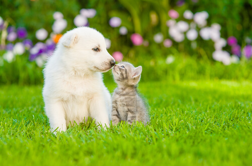 puppy and kitten on lawn