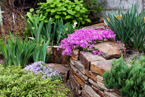 ground cover flowers