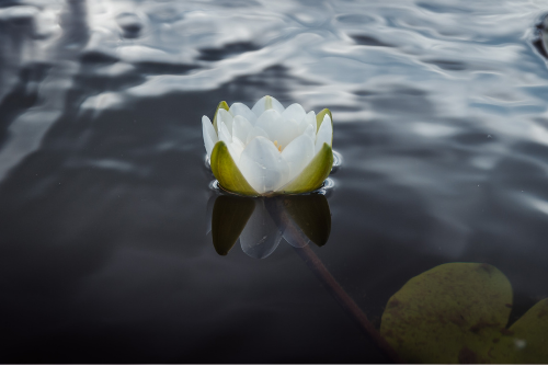 flower in pond