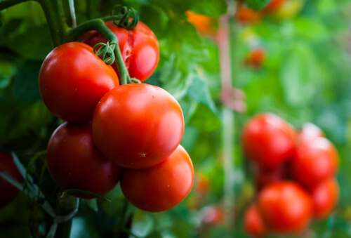 tomato plant