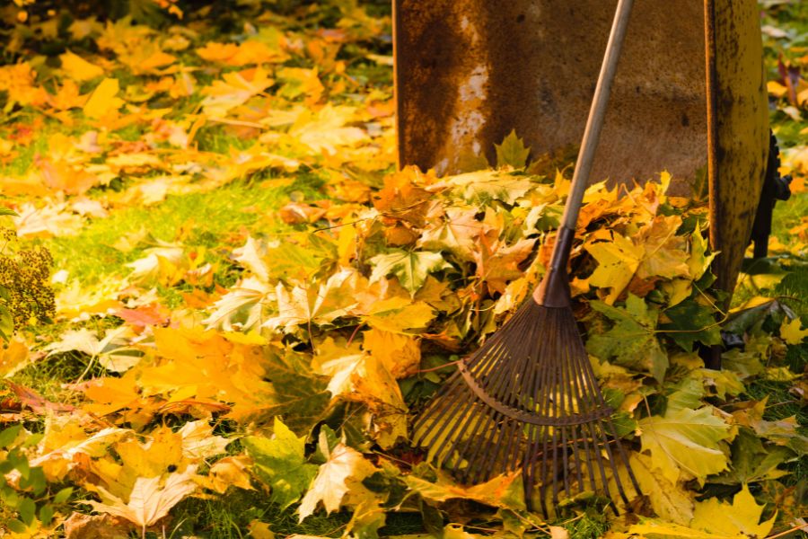 Don’t Let Fallen Leaves Ruin Your Yard – Here’s What You Need to Know