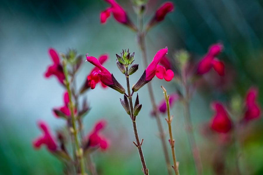 From Festive Flora to Native Blooms: Embracing the Beauty of Your Local Ecosystem